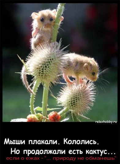 60486eef2b9cc_139471793_Plakali_kololis_
