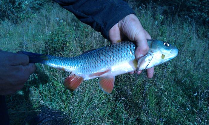 5395fa2012288_fish.jpg