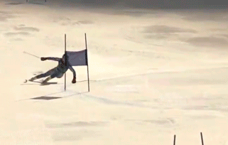 52fd2f6ab8d5e_ligetydolphin.gif