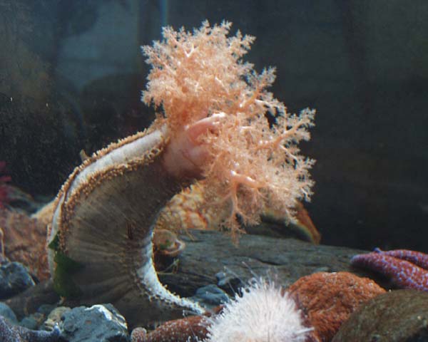6a06f410591ab_Cucumaria_miniata.jpg