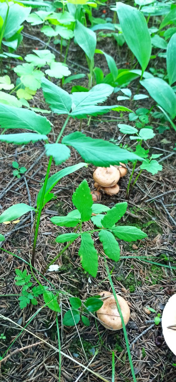 66b0c03aa4034_photo_20240803_121525.jpg