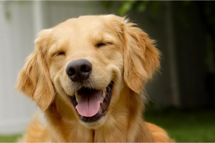 582379d00f77d_funny_animals_cm_20120331_