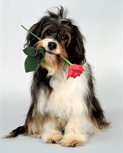 5a69fcf5be6d2_dog8.jpg