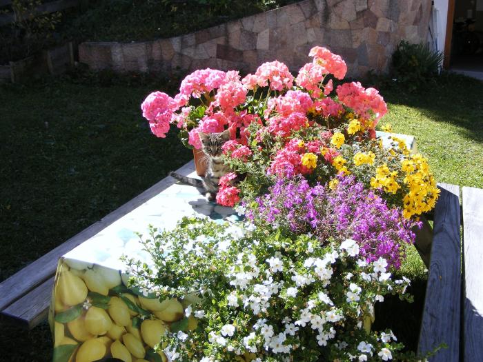 5241a8ecbccb5_Fiori2013016.jpg