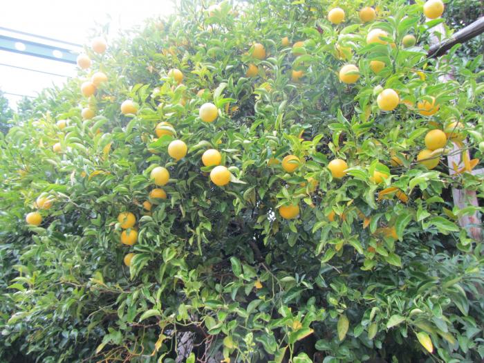 52701addd2ca2_TrautmannsdorfGartenMeran2