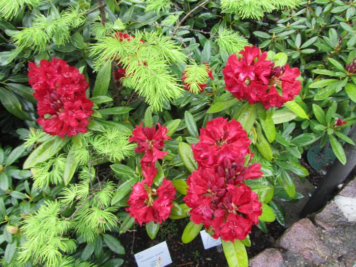 538b922be8a81_PragsSeeMai2014025.jpg