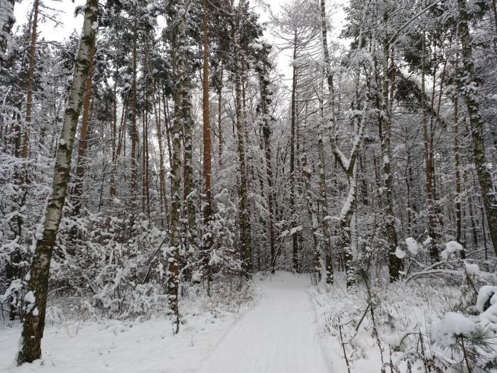 5c1e320fdd7d0_kuzminki1.jpg