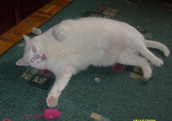 51552b3786792_kote.jpg