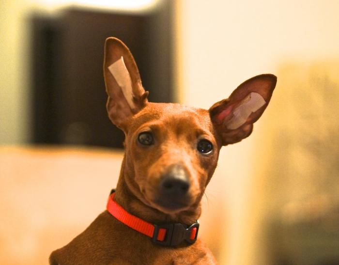 5273f82772c37_DSC06809.jpg