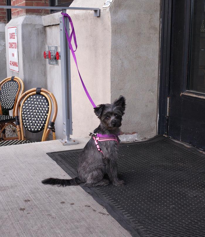 54194c4ebbccd_toronto_dog.jpg