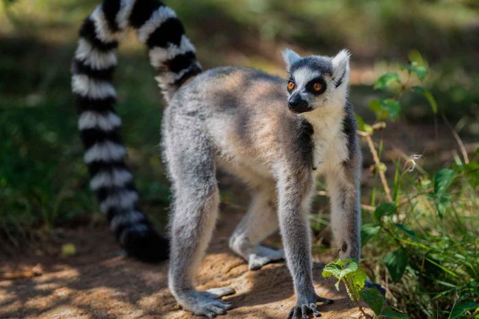 6266d8cc7cd01_lemur_viglyadit_neobichno.