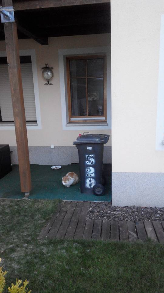 56844694a3396_cat.jpg