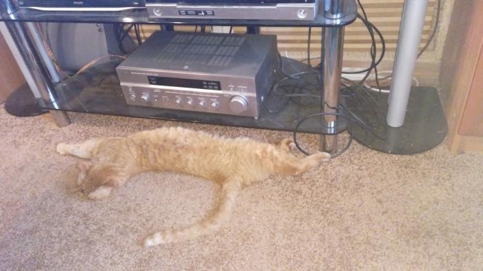 6a21b6934a0b0_cat_amp.jpg