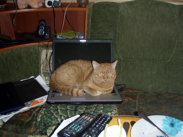 6a21b6aebf910_CatAndComputer.jpg