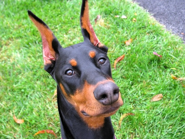 66c34115b3fcc_Doberman.jpg