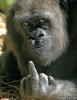 gorilla_giving_finger.png