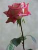 PICT0611.JPG