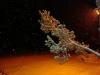 DSC08367.jpg
