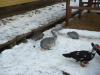 DSC09017.JPG