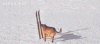гифки-на-лыжи-543024.gif