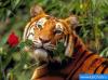 gallery_1_33_12848.jpg