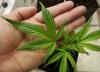 marijuana_001.jpg