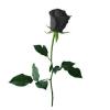 1223013665_blackroses.jpg