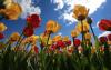 Tulpen.jpg