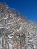 snow__4_.JPG