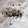 undr-snow-flowers.jpg