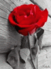 pic.gif