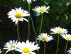 DSC01009.JPG