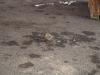 DSC03117.JPG