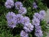 J3535 Globularia meridionalis.JPG