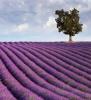 profile_provence_small.jpg