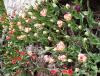 IMG_20140406_134341.jpg