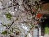 IMG_20140403_133603.jpg