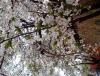 IMG_20140403_133608.jpg