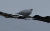 IMG_7308-2.jpg