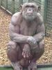 180px_Bodybuilderchimp.jpg