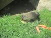 Magio_2011__ZOO_Innsbruck__Gita_Anton_037.JPG