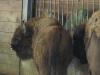 Magio_2011__ZOO_Innsbruck__Gita_Anton_040.JPG
