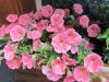 20.05.2011_Lago_di_Garda__Malcesine_Limone__Concorso_il_CORO_023.JPG