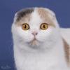 scottish-fold-5.jpg