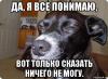 sobaka-podozrevaka_164535918_orig_.jpg