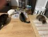 all_cats.jpg