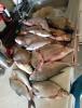 IMG-20250602-WA0000.jpg