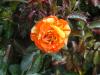 DSC00767.JPG