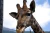 Zoo_038.jpg