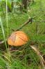 IMG_20260725_151510.jpg